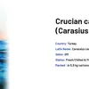 trout And Crucian Carp в Турции
