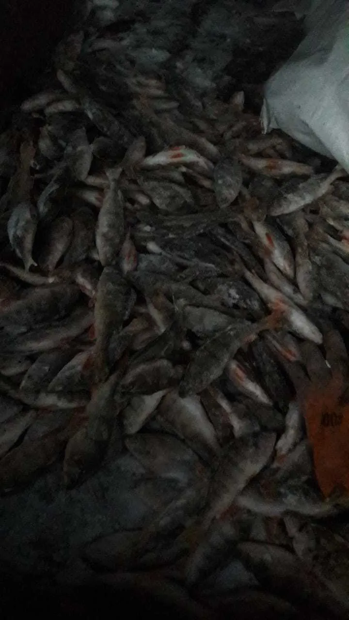 фотография продукта Рыба свежемороженая 