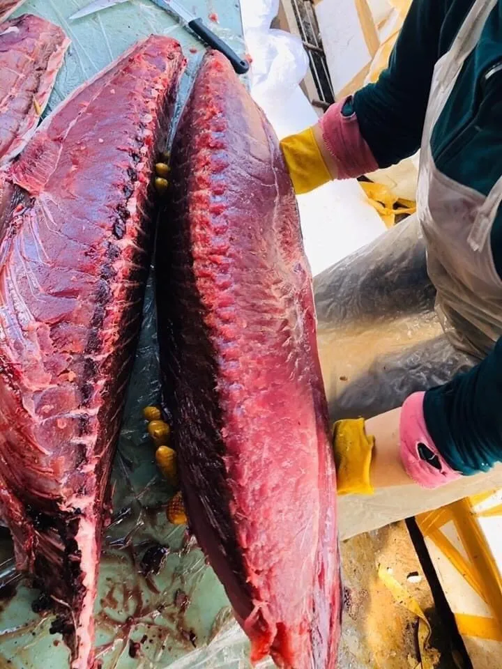 yellowfin Tuna Trim Meat 4