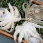 octopus From Vietnam