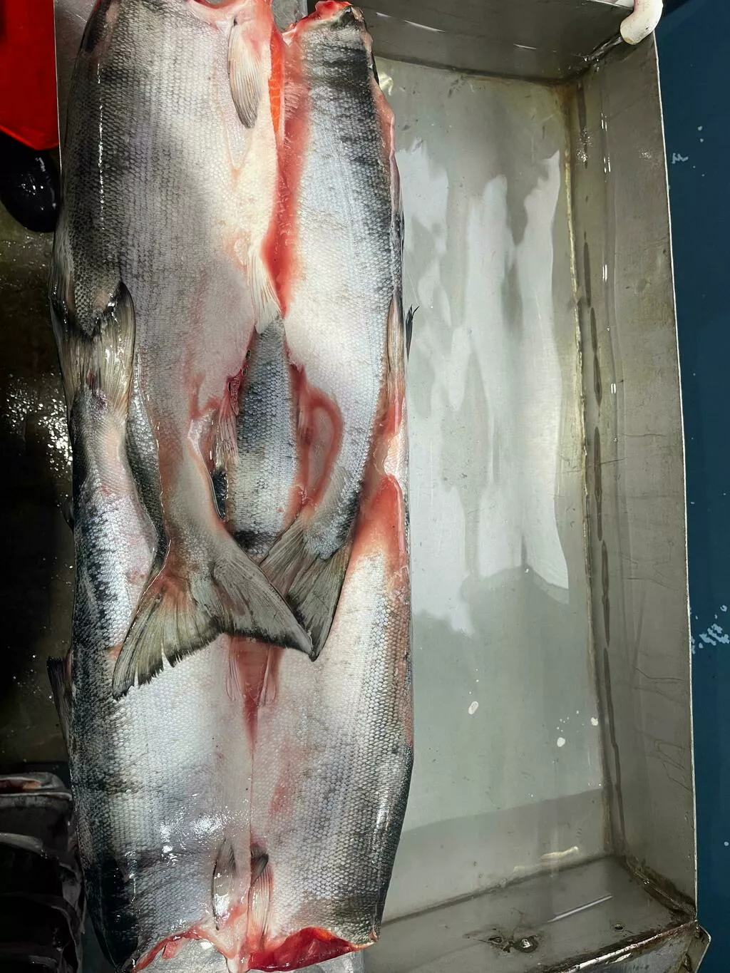 нерка свежемороженая в Новосибирске 3