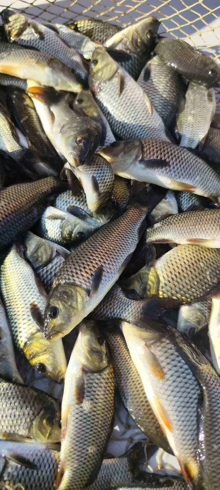 фотография продукта Молодь сазана