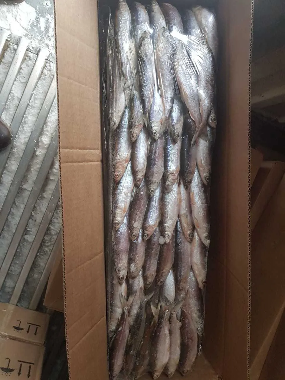 фотография продукта Продаю Рипус с/м