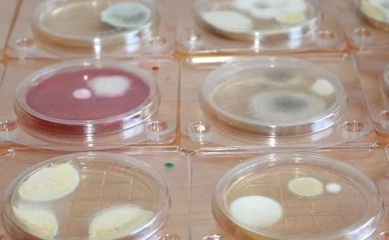 фотография продукта Микробиологические экспресс-тесты