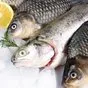 свежемороженую рыбу в Уфе и Республике Башкортостан