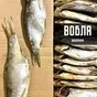 вобла вяленая, икряная, 17+ в Москве 2