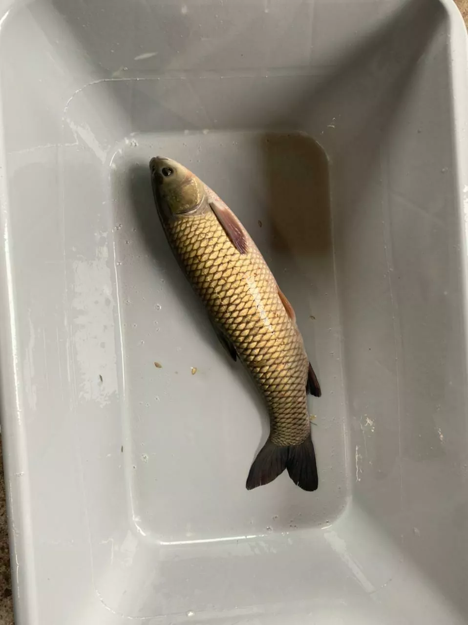 Фотография продукта Живая рыба (амур)