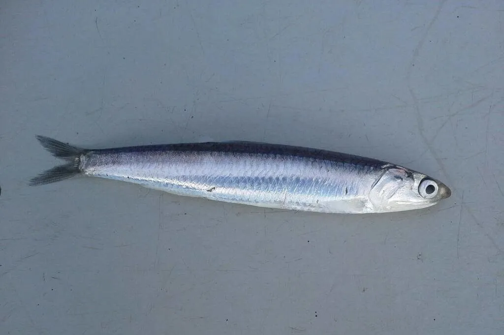 фотография продукта Хамса Свежемороженая рыба  морепродукты 