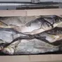 рыба оптом от производителя в Краснодаре и Краснодарском крае 5