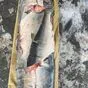 кижуч потрошеный без головы в Краснодаре и Краснодарском крае
