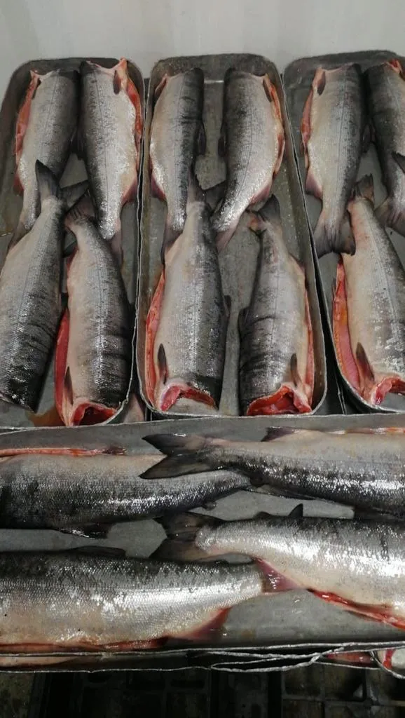 фотография продукта Свежемороженая рыба оптом недорого