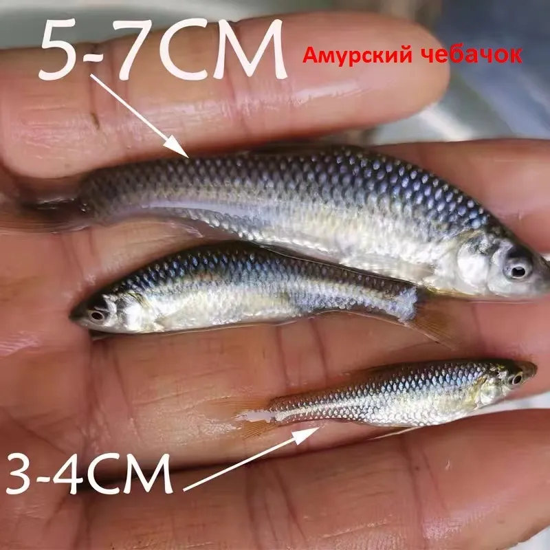 фотография продукта Амурский чебачок  Соленая вяленая рыба