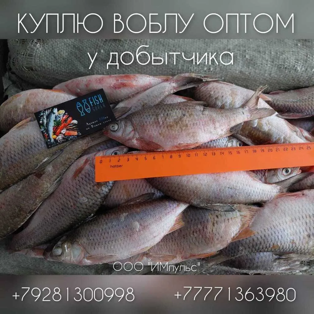 фотография продукта Ищу добытчиков воблы в Казахстане