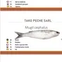 все виды рыбы из Мавритании  в Мавритании