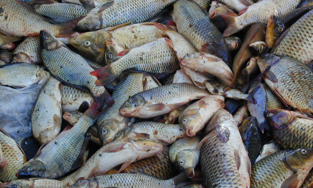фотография продукта Рыбу в СПБ