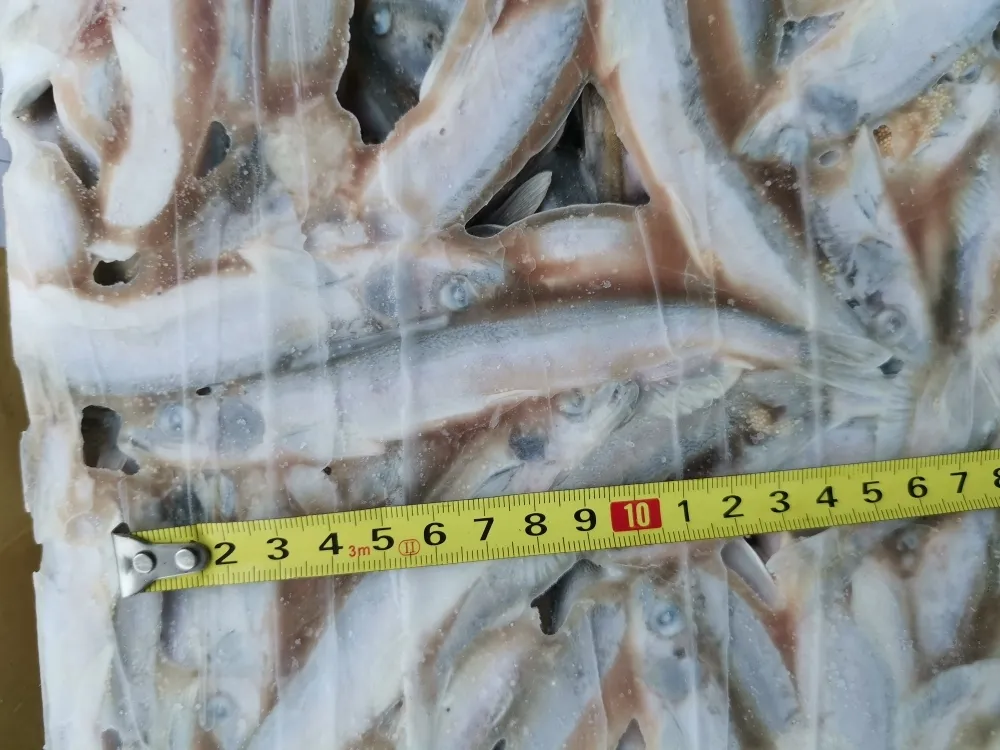 мойва НР свежая 100 руб в Санкт-Петербурге 2