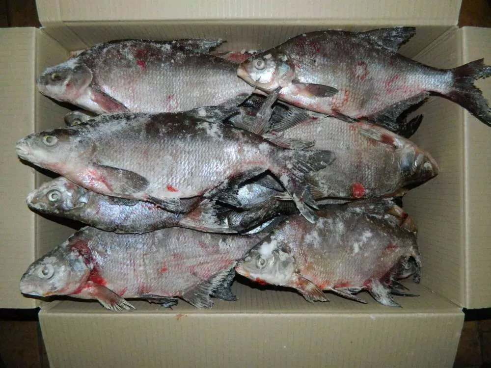 фотография продукта Свежемороженая рыба