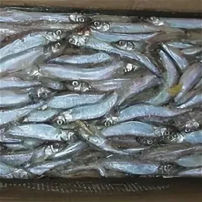 фотография продукта Мойва с/м сахалин 25-32 шт/кг  