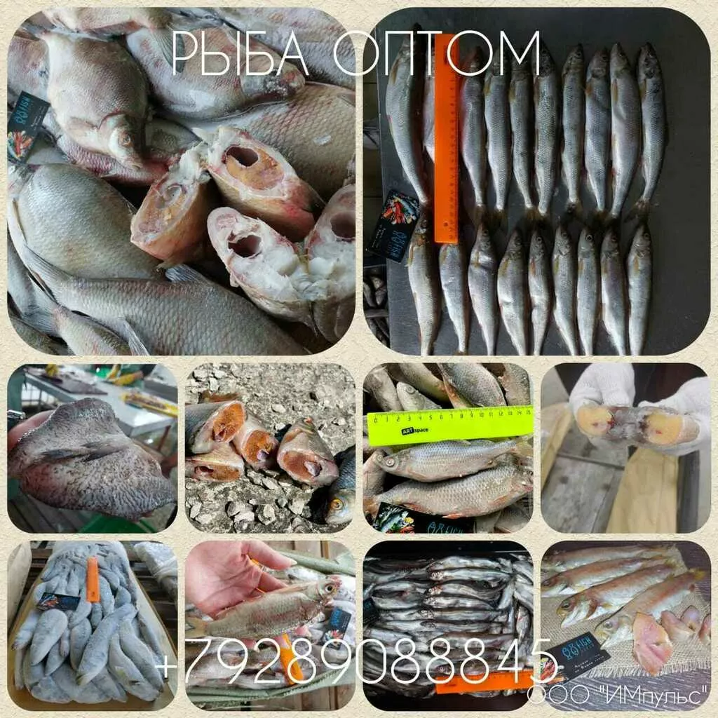 фотография продукта Вялочная рыба для цехов в МСК и РНД 