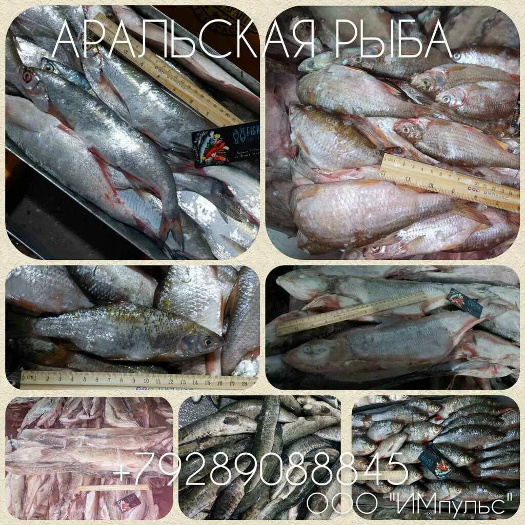фотография продукта Аральская рыба в ассортименте 