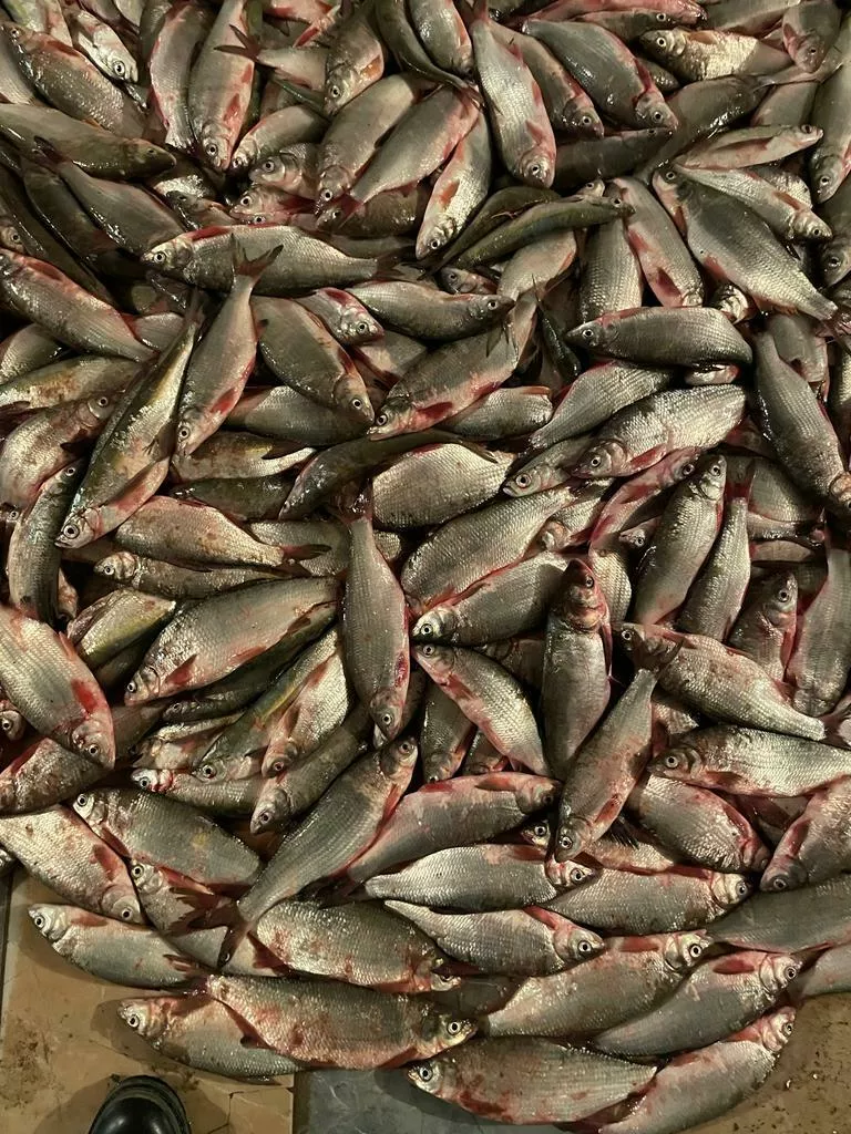 фотография продукта Каспийская рыба едет в ростов