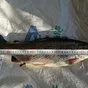 радужная форель нпсг 400 руб/кг  бишкек в Киргизии 3