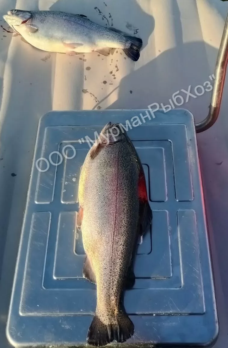 охлаждённая форель из мурманска от 7 тн в Москве 2