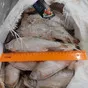 вобла балхашская икряная с/м в Ростове-на-Дону 3