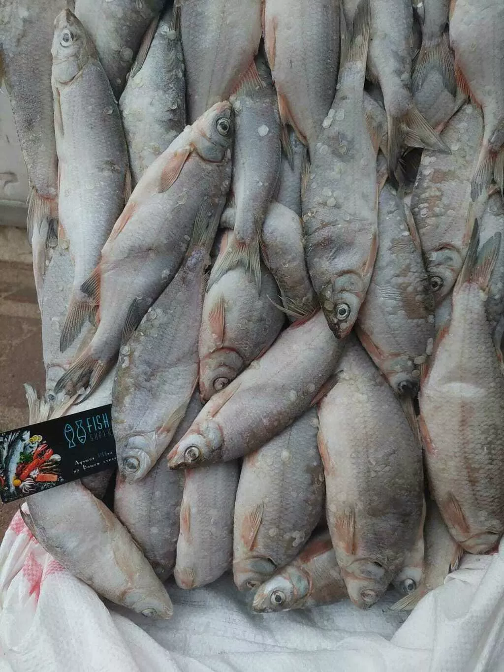 фотография продукта Каспийский рыбец  8 т, склад астрахань