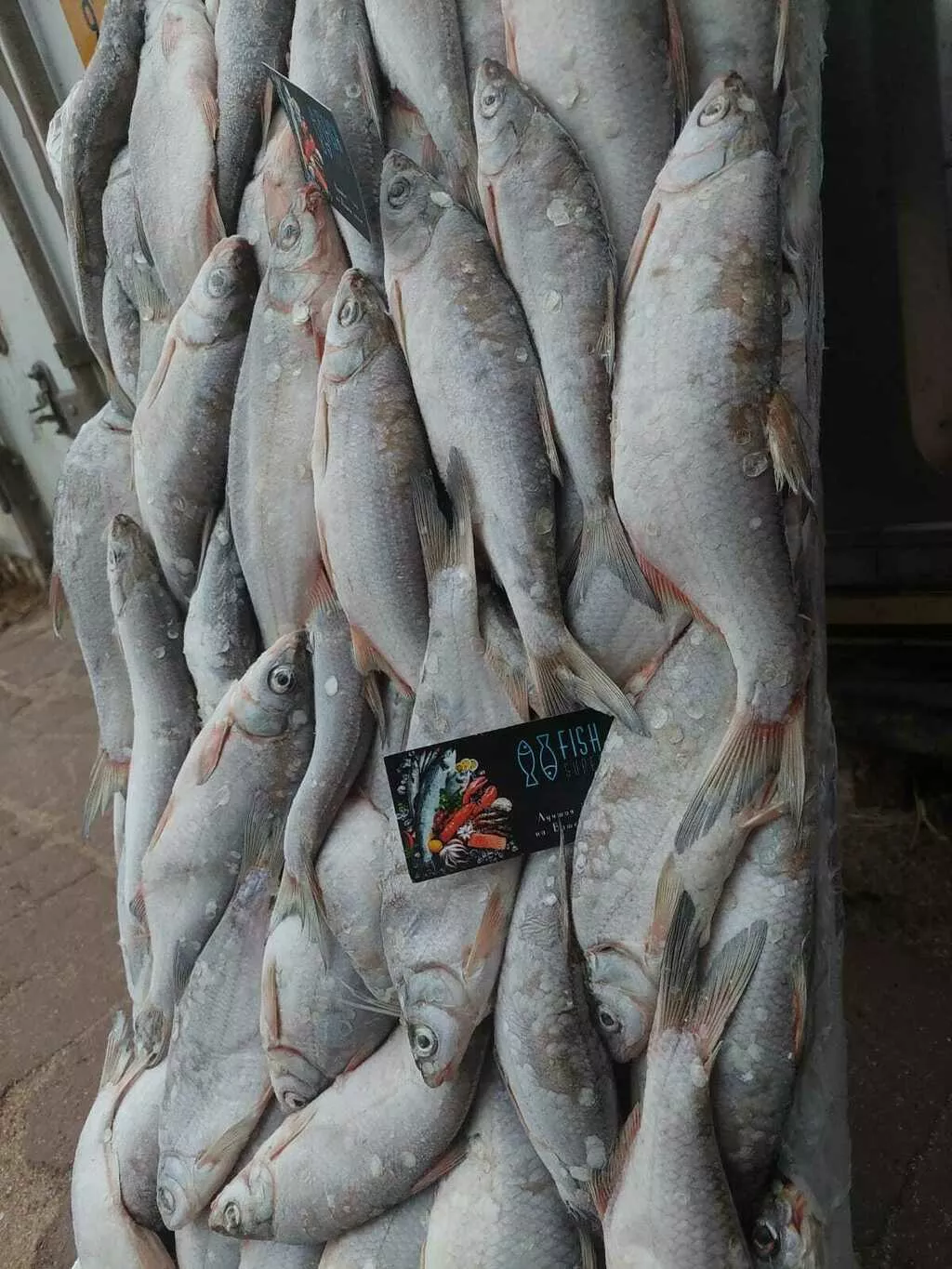 фотография продукта Каспийский рыбец в наличии 8 тонн