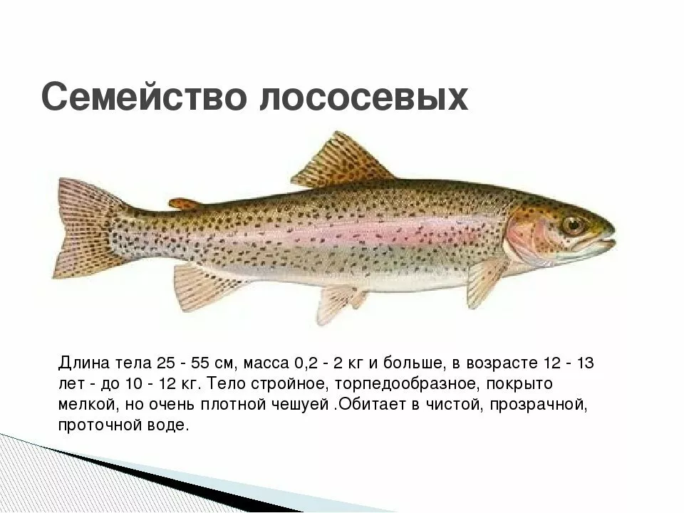 экструдированный корм для рыб. в Казахстане 11