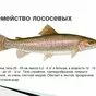 экструдированный корм для рыб. в Казахстане 11
