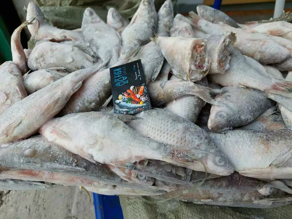 фотография продукта Привезу рыбу под заказ по юфо, скфо 