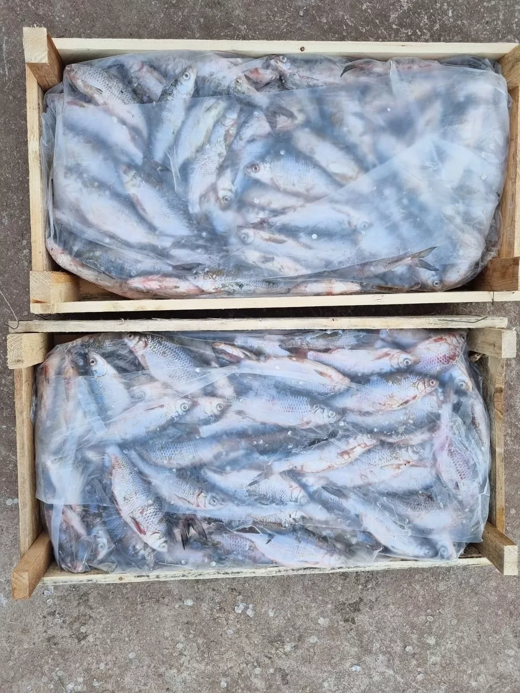 фотография продукта Шикарную зимнюю икряную воблу