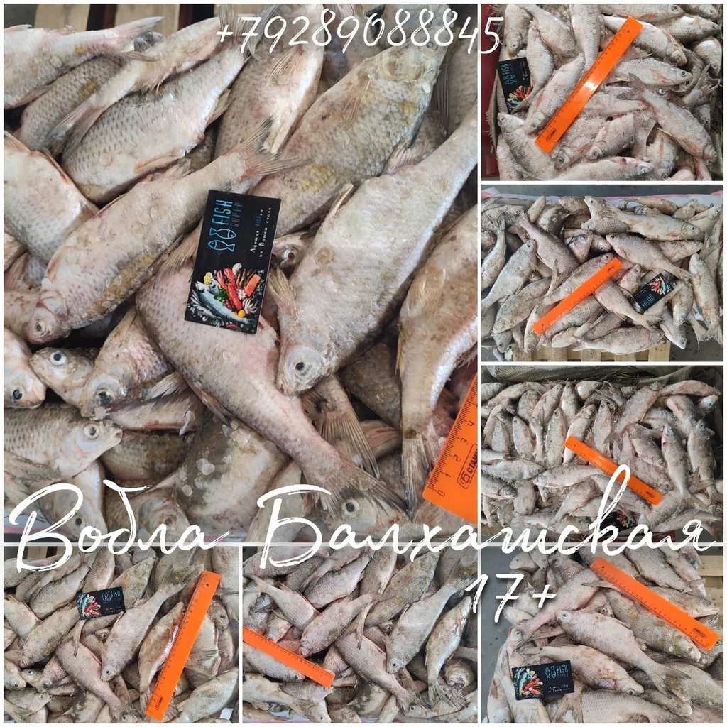 фотография продукта Кому балхашскую зимнюю воблу с икоркой