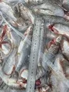 фотография продукта Рыбец каспийский икряной с/м