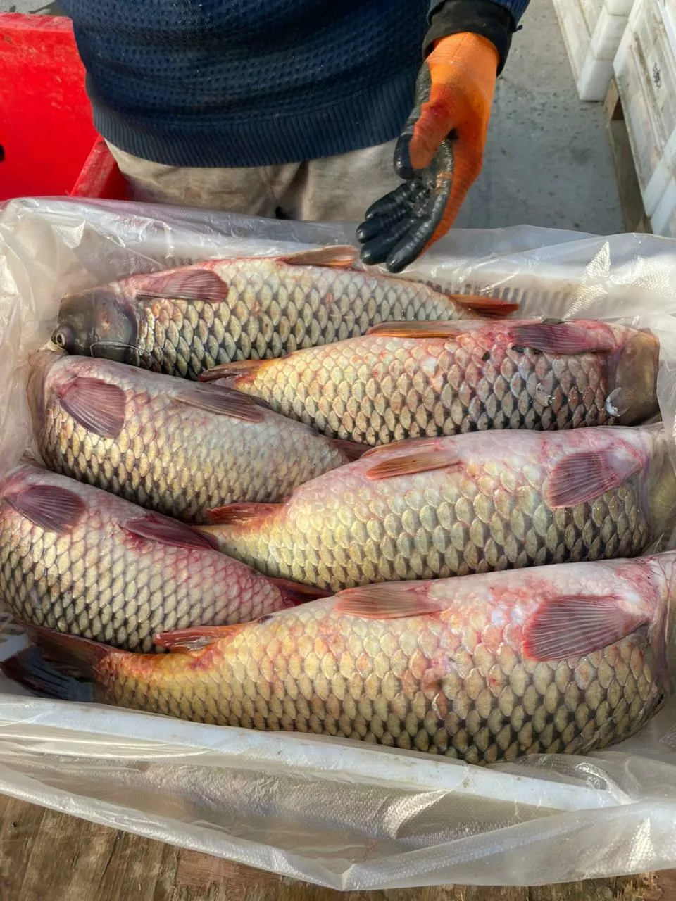 Фотография продукта Собираем заявки на доставку рыбы из касп