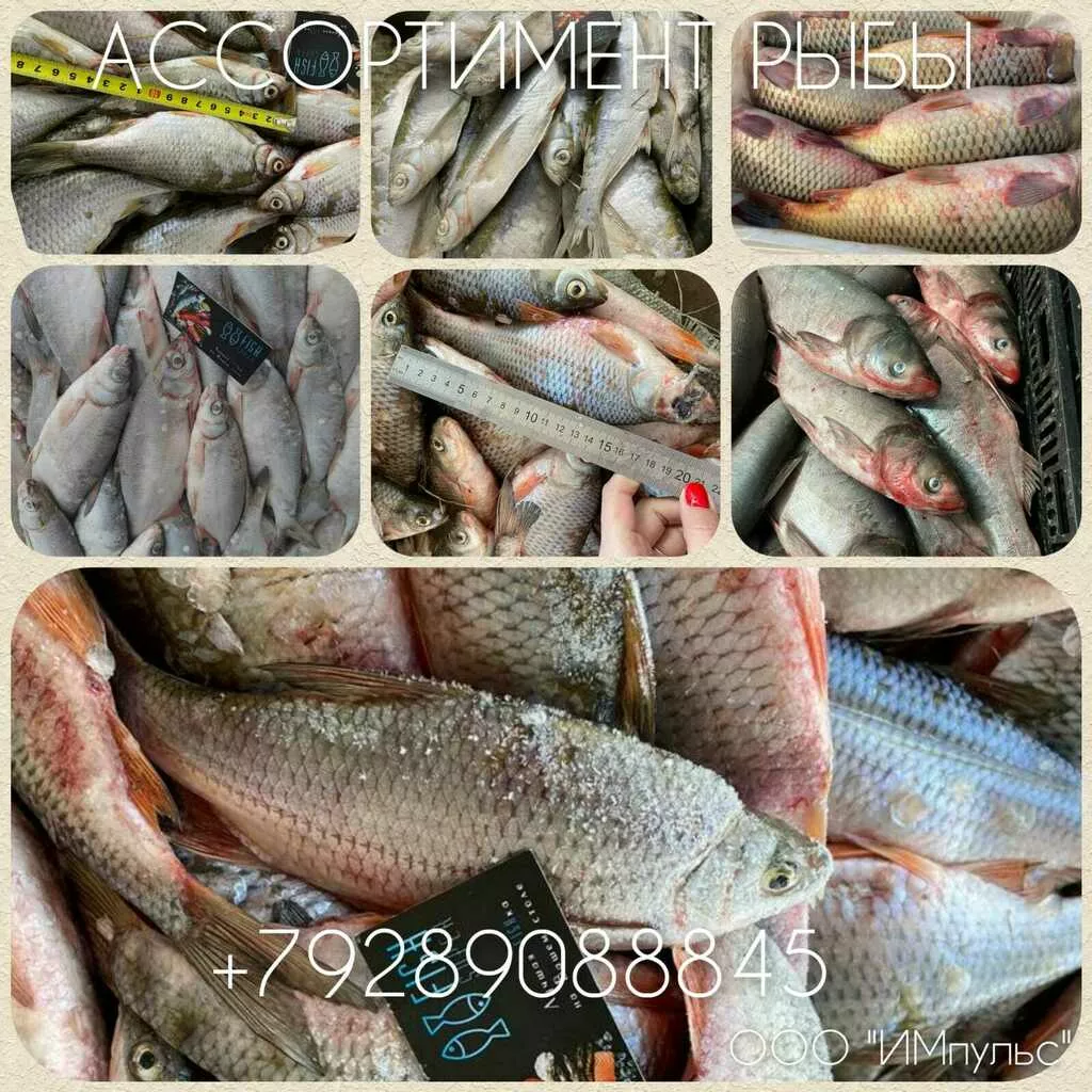 Фотография продукта Рыба на вялку в ассортименте в ростове