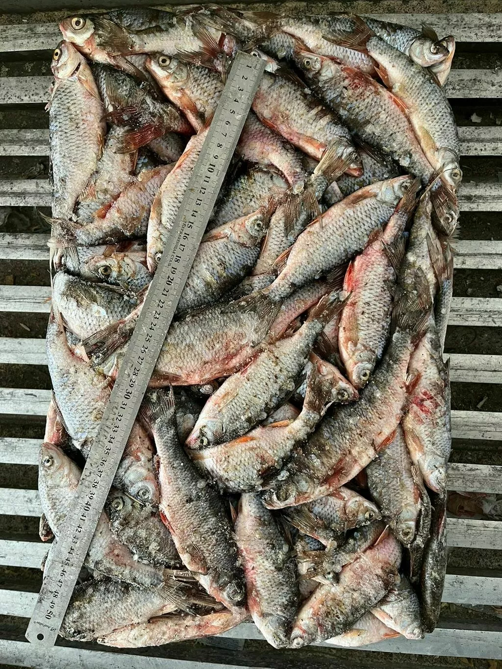 фотография продукта Рыба на корм животным речная