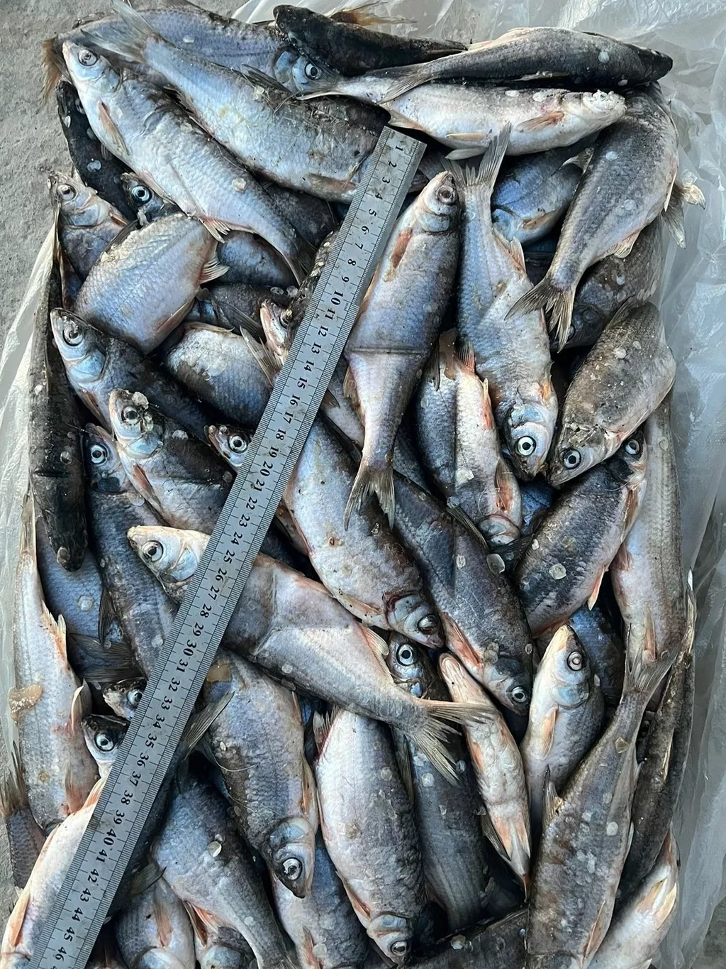 фотография продукта Каспийский рыбец икряной 