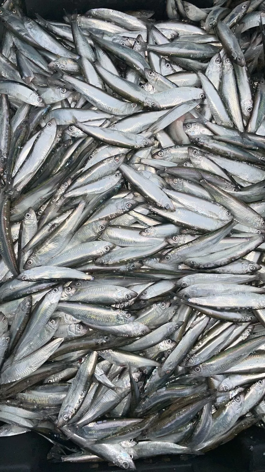 фотография продукта Каспийская рыба со склада в кизляре