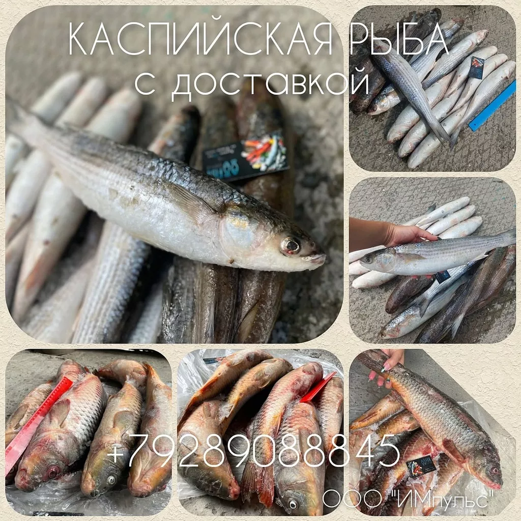 фотография продукта Каспийская рыба едет по РФ