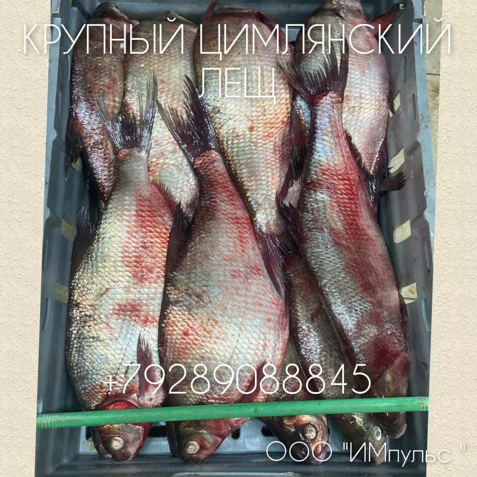 фотография продукта Цимлянский лещ 800...г