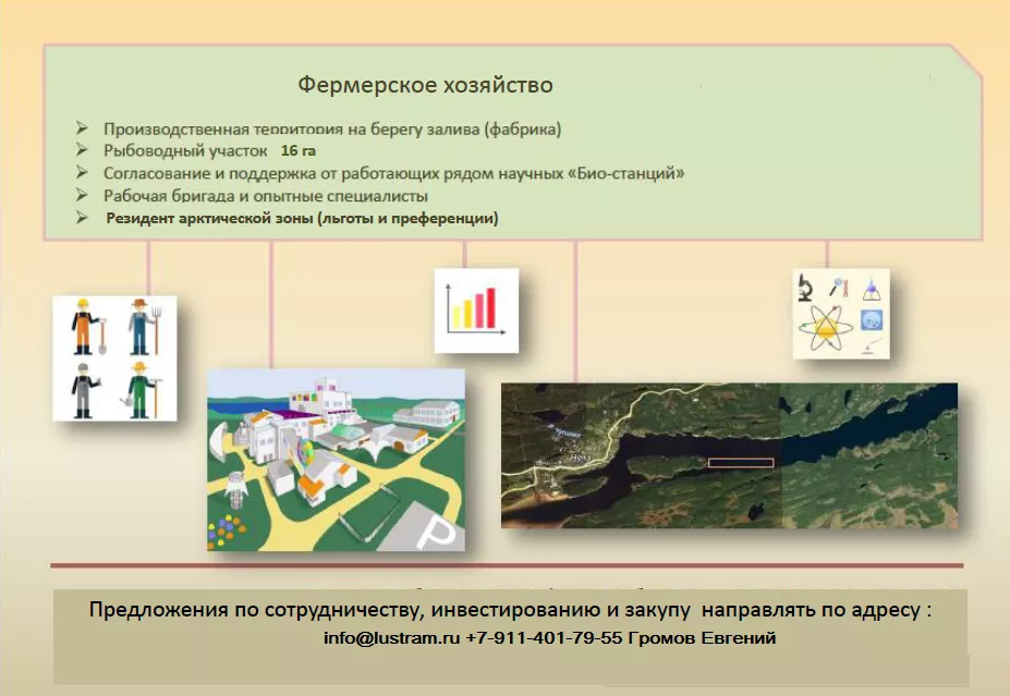 живые мидии из белого моря от фермера. в Петрозаводске 5