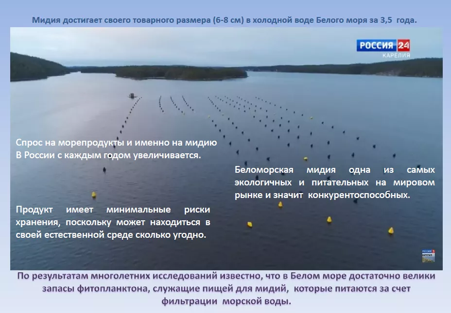 живые мидии из белого моря от фермера. в Петрозаводске 2