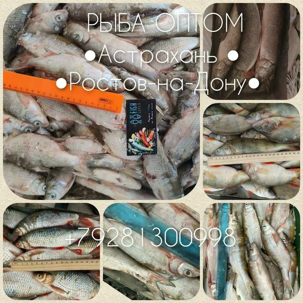 Фотография продукта Каспийская рыба из атырау и балхашского 
