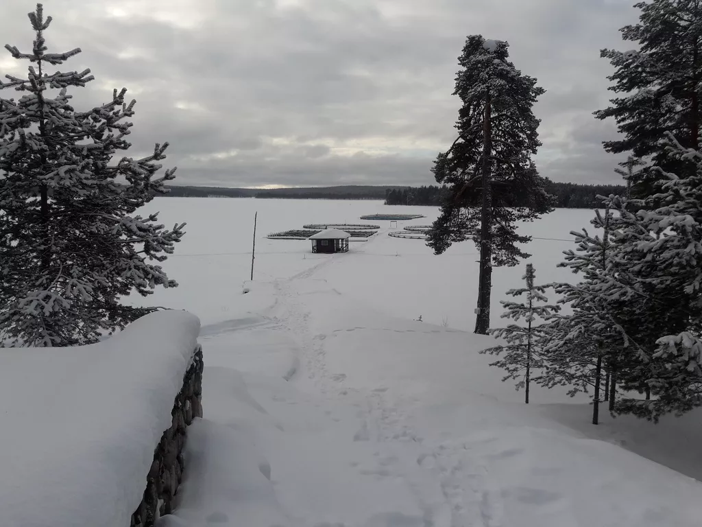 форель карельская в Санкт-Петербурге 2