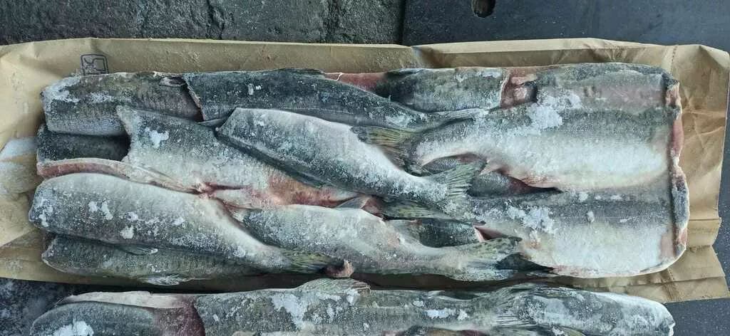 фотография продукта Горбуша пбг от производителя камчат рыба