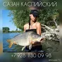 сазан вобла килька в Кизляре