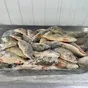 свежая, мороженая и охлажденная рыба в Астрахани и Астраханской области 4